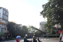 TPHCM: Cây lớn đổ chắn ngang đường khiến giao thông ùn tắc cục bộ
