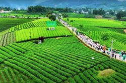 Mở thêm nhiều tour du lịch trải nghiệm văn hóa trà Thái Nguyên