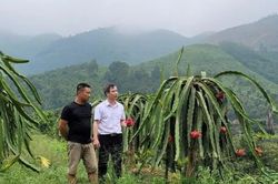 Phú Thọ: Tháo gỡ điểm nghẽn về đất đai cho hợp tác xã