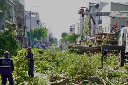 TP HCM: Người dân bàng hoàng kể lại giây phút cây cổ thụ hơn 100 năm tuổi bật gốc đổ xuống đường