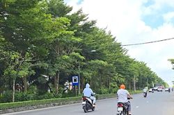 Cần Thơ kiểm tra lại các dự án liên quan Công ty Cây xanh Công Minh