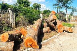 Kiểm điểm 2 tập thể và 2 cá nhân vụ chặt hạ 15 cây xanh tại trụ sở xã