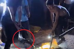 Nhìn ra vườn, người dân thấy cảnh tượng 'nổi da gà' cả xóm kéo đến xem