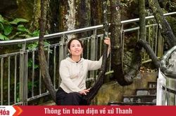 Độc đáo cây “võng tiên” bên Động Từ Thức