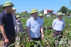Phó Chủ tịch UBND tỉnh Cao Văn Cường kiểm tra sản xuất vụ Đông