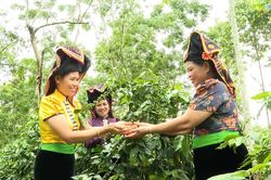 Cà phê Tây Bắc: Từ canh tác truyền thống sang sản xuất bền vững