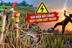 Cẩn trọng với bẫy điện ở ruộng đồng