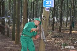 Sôi nổi hội thi Bàn tay vàng thu hoạch mủ cao su năm 2026