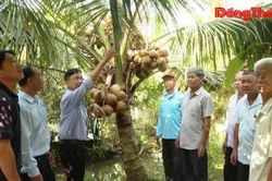 Sức sống của cây dừa trên vùng đất nhiễm phèn