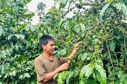 Chuyển đổi cây trồng hiệu quả, mở hướng giảm nghèo