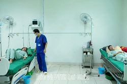 Cảnh báo ngộ độc từ nấm rừng