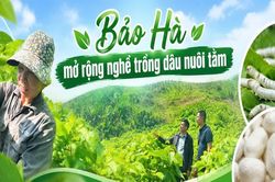 Bảo Hà mở rộng nghề trồng dâu nuôi tằm