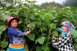 Rộn ràng thu hoạch củ hoàng sin cô ở Y Tý