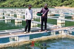 Mường La đẩy mạnh liên kết, nâng cao giá trị nuôi cá lồng