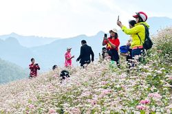Mùa hoa sinh kế trên đá