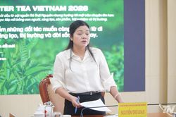 Thái Nguyên khẩn trương hoàn tất công tác chuẩn bị Festival Trà Quốc tế