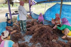 Indonesia muốn đưa ngành chế biến rong biển lên hàng đầu thế giới