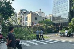 Cây cổ thụ bật gốc đổ ra đường Đinh Tiên Hoàng, nhiều tuyến đường khu trung tâm TPHCM ùn ứ