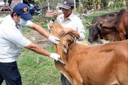 Tp. Huế đẩy mạnh tiêm phòng LMLM, chủ động phòng chống dịch bệnh gia súc