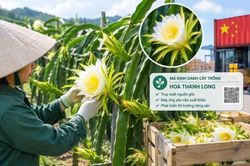 Lâm Đồng đề nghị bổ sung mã định danh cho hoa thanh long để phục vụ xuất khẩu