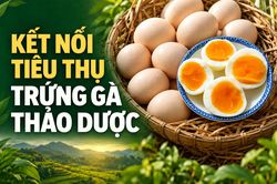 Kết nối tiêu thụ, nâng cao giá trị trứng gà thảo dược