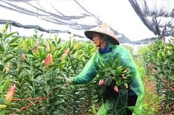 Chuyển đổi cây trồng, nâng giá trị đất lúa