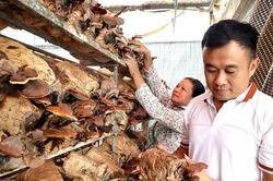 Hà Nội: Nhà nghiên cứu 'tay ngang' bén duyên với nấm lim xanh