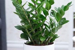 Loại cây ra hoa là nghĩ ngay tiền về lại hợp cả 5 mệnh Kim Mộc Thủy Hỏa Thổ