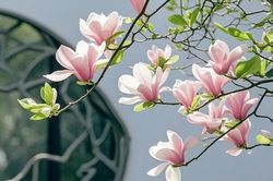 Tháng sinh Âm lịch của người phụ nữ có cả nhan sắc lẫn khí chất