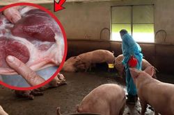 Hơn 10.000 tấn thịt lợn được tạo nạc bằng chất cấm, nguy cơ gây ung thư