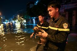 Cứu chú chó nhỏ giữa dòng nước ngập ở TP.HCM