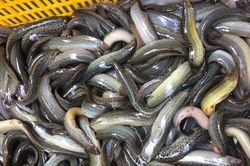 Loại cá chân quê nhiều người chê bẩn lại cực giàu canxi và omega-3