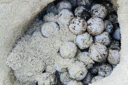 Liên tiếp rùa biển trong Sách đỏ lên đảo Hòn Cau đẻ trứng
