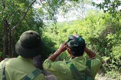 Chuyện những người giữ 'nhịp thở' rừng Núi Chúa - Phước Bình