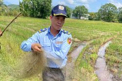 Bảo vệ quần thể đàn chim yến và chim hoang dã trong mùa di cư