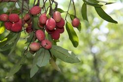Trái vải rừng Bảy Núi đắt hàng dù giá tới 90.000 đồng một ký