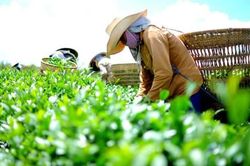 Xuất khẩu thanh long, chè, thủy sản trước loạt tiêu chuẩn mới