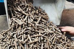 Có rừng keo lớn nhất thế giới, Việt Nam vẫn loay hoay bài toán bán dăm giá rẻ