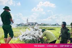 Hà Tĩnh tiêu hủy hơn 52.400 dụng cụ đánh bắt chim di cư trái phép
