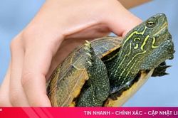 Đi làm đồng, bắt gặp rùa ba gờ quý hiếm