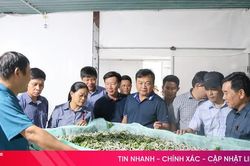 Hà Tĩnh nghiên cứu, từng bước nhân rộng mô hình trồng dâu, nuôi tằm