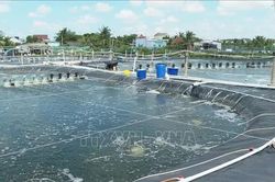 Hiệu quả nuôi tôm quảng canh cải tiến bằng mô hình 2 giai đoạn tại Cà Mau