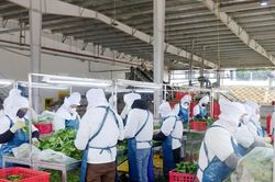 Khuyến công mở thêm nguồn lực cho chế biến nông sản ở nông thôn