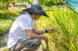 Trung Quốc lập bản đồ 3D toàn bộ vòng đời cây lúa, mở hướng lai tạo nhằm nâng cao năng suất