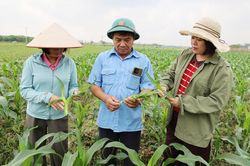 Vụ đông 2026: Chuyển đổi cơ cấu cây trồng, gia tăng giá trị