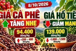Giá cà phê, hồ tiêu hôm nay 8/10: Cà phê tăng, hồ tiêu đồng loạt giảm