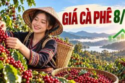 Giá cà phê hôm nay 8/10/2026: Tăng trở lại, cao nhất 94.400 đồng/kg