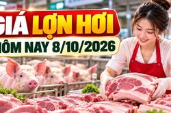 Gi&aacute; lợn hơi h&ocirc;m nay 8/10/2026: Nhiều địa phương ở mức 54.000 đồng/kg