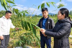 Thượng Bằng La: Nâng cao giá trị nông sản