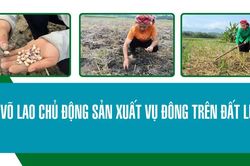 Võ Lao chủ động sản xuất vụ đông trên đất lúa